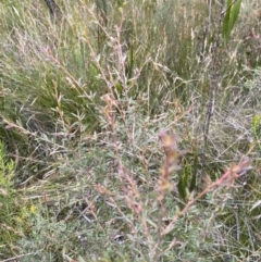Leptospermum polygalifolium at Tianjara, NSW - 20 May 2023 01:28 PM