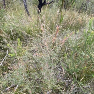 Leptospermum polygalifolium at Tianjara, NSW - 20 May 2023 01:28 PM