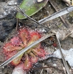 Drosera spatulata (Common Sundew) at Tianjara, NSW - 20 May 2023 by Tapirlord