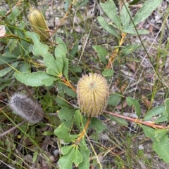 Banksia paludosa subsp. paludosa (Swamp Banksia) at Tianjara, NSW - 20 May 2023 by Tapirlord