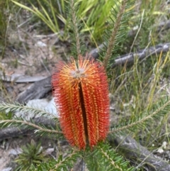 Banksia ericifolia subsp. ericifolia (Heath-leaved Banksia) at Tianjara, NSW - 20 May 2023 by Tapirlord