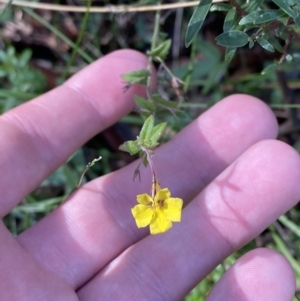 Goodenia heterophylla at Jerrawangala, NSW - 20 May 2023 12:27 PM