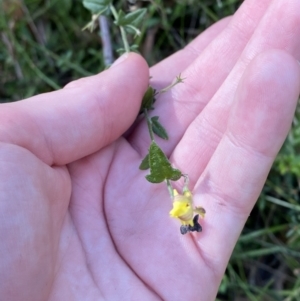 Goodenia heterophylla at Jerrawangala, NSW - 20 May 2023 12:27 PM