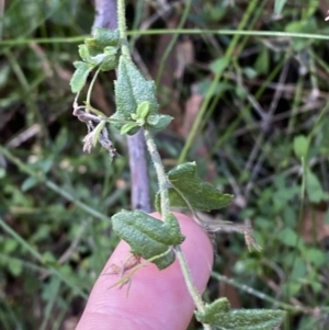 Goodenia heterophylla at Jerrawangala, NSW - 20 May 2023 12:27 PM