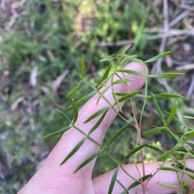 Boronia thujona at Jerrawangala, NSW - 20 May 2023 by Tapirlord