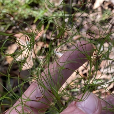 Caustis flexuosa (Curly Wigs) at Jerrawangala, NSW - 20 May 2023 by Tapirlord