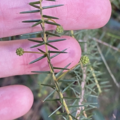 Acacia ulicifolia (Prickly Moses) at Jerrawangala, NSW - 20 May 2023 by Tapirlord