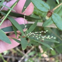 Leucopogon affinis (Lance Beard-heath) at Jerrawangala, NSW - 20 May 2023 by Tapirlord