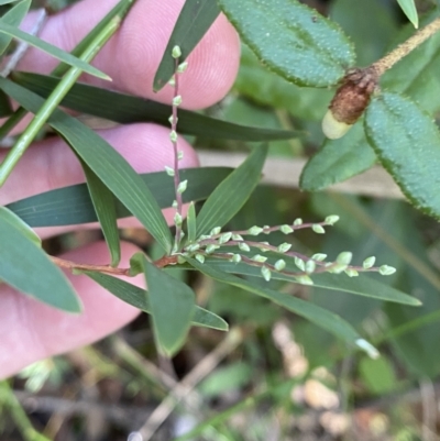 Leucopogon affinis (Lance Beard-heath) at Jerrawangala, NSW - 20 May 2023 by Tapirlord