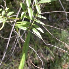 Pandorea pandorana (Wonga Wonga Vine) at Jerrawangala, NSW - 20 May 2023 by Tapirlord