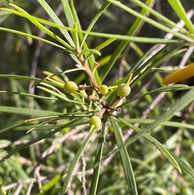 Persoonia linearis (Narrow-leaved Geebung) at Jerrawangala, NSW - 20 May 2023 by Tapirlord