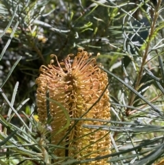 Banksia spinulosa var. spinulosa (Hairpin Banksia) at Jerrawangala, NSW - 20 May 2023 by Tapirlord