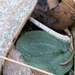 Corybas unguiculatus (Small Helmet Orchid) at Jerrawangala, NSW - 20 May 2023 by Tapirlord