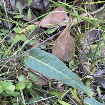 Hardenbergia violacea (False Sarsaparilla) at Jerrawangala, NSW - 20 May 2023 by Tapirlord