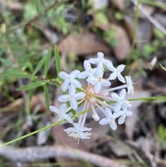 Pimelea linifolia subsp. linifolia (Queen of the Bush, Slender Rice-flower) at Jerrawangala, NSW - 20 May 2023 by Tapirlord