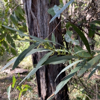 Acacia longifolia subsp. longifolia (sallow or Sydney golden wattle) at Jerrawangala, NSW - 20 May 2023 by Tapirlord