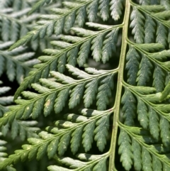 Calochlaena dubia (Rainbow Fern) at Jerrawangala, NSW - 20 May 2023 by Tapirlord