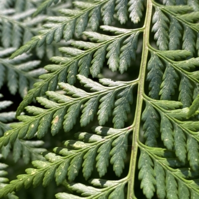 Calochlaena dubia (Rainbow Fern) at Jerrawangala, NSW - 20 May 2023 by Tapirlord