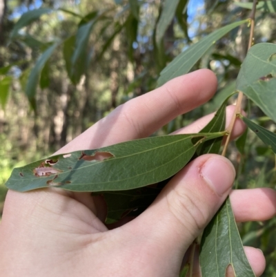 Acacia binervata (Two-veined Hickory) at Jerrawangala, NSW - 20 May 2023 by Tapirlord