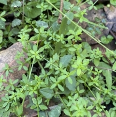 Galium leiocarpum (Maori Bedstraw) at Jerrawangala, NSW - 20 May 2023 by Tapirlord