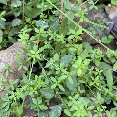 Galium leiocarpum (Maori Bedstraw) at Jerrawangala, NSW - 20 May 2023 by Tapirlord