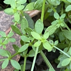 Galium leiocarpum at Jerrawangala, NSW - 20 May 2023 10:28 AM