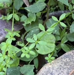 Galium leiocarpum at Jerrawangala, NSW - 20 May 2023 10:28 AM