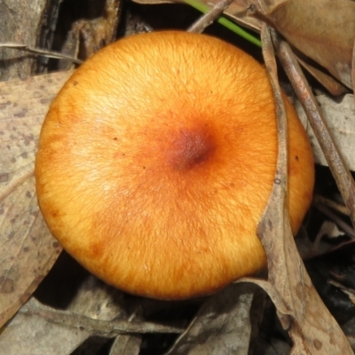 Unidentified Cap on a stem; gills below cap [mushrooms or mushroom-like] at Stromlo, ACT - 13 Jun 2023 by Christine