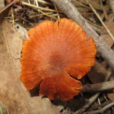 Laccaria sp. (Laccaria) at Stromlo, ACT - 13 Jun 2023 by Christine