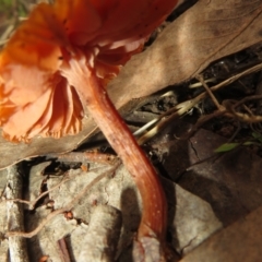 Laccaria sp. at Stromlo, ACT - 13 Jun 2023 02:12 PM