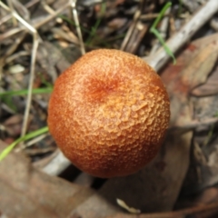 Laccaria sp. at Stromlo, ACT - 13 Jun 2023