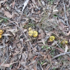 Cortinarius austrovenetus (Green Skinhead) at Stromlo, ACT - 13 Jun 2023 by Christine