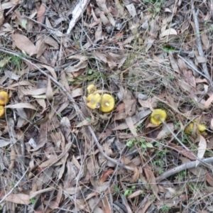 Cortinarius austrovenetus at Stromlo, ACT - 13 Jun 2023