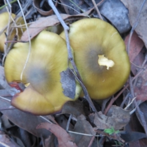 Cortinarius austrovenetus at Stromlo, ACT - 13 Jun 2023