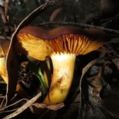 Cortinarius austrovenetus at Stromlo, ACT - 13 Jun 2023 02:16 PM