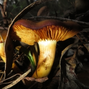 Cortinarius austrovenetus at Stromlo, ACT - 13 Jun 2023 02:16 PM