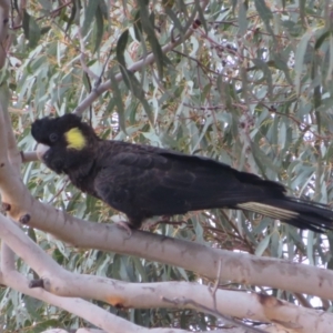 Zanda funerea at Stromlo, ACT - 13 Jun 2023