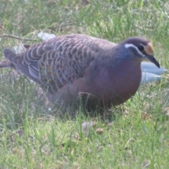 Phaps chalcoptera (Common Bronzewing) at Flynn, ACT - 16 Jun 2023 by Christine