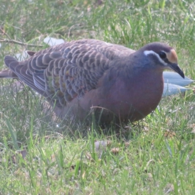 Phaps chalcoptera (Common Bronzewing) at Flynn, ACT - 16 Jun 2023 by Christine