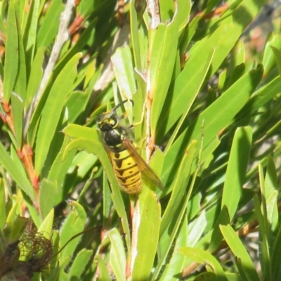 Vespula germanica (German Yellowjacket Wasp (also known as European Wasp)) at Casey, ACT - 16 Jun 2023 by Christine