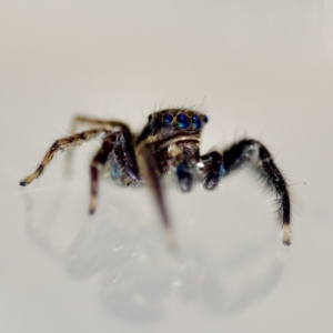 Jotus sp. (genus) at Florey, ACT - suppressed