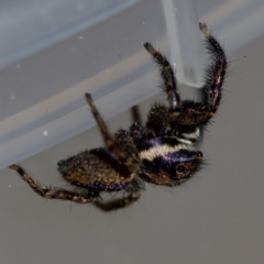 Jotus sp. (genus) at Florey, ACT - suppressed