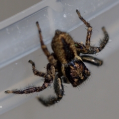 Jotus sp. (genus) at Florey, ACT - suppressed