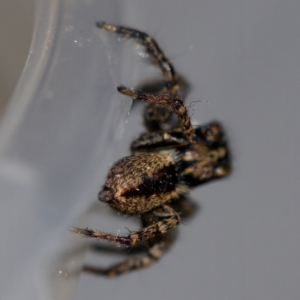 Jotus sp. (genus) at Florey, ACT - 3 Jun 2023