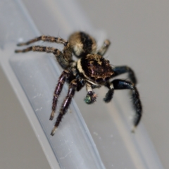 Jotus sp. (genus) at Florey, ACT - 3 Jun 2023