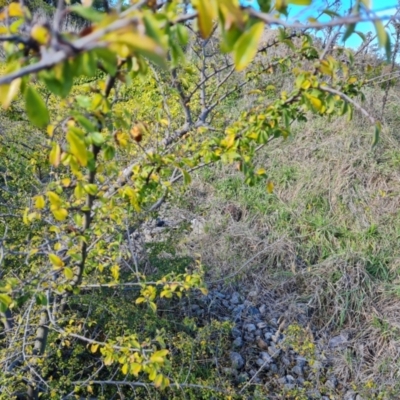 Ulmus parvifolia (Chinese Elm) at Garran, ACT - 17 Jun 2023 by Mike