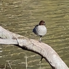 Chenonetta jubata (Australian Wood Duck) at O'Malley, ACT - 17 Jun 2023 by Mike