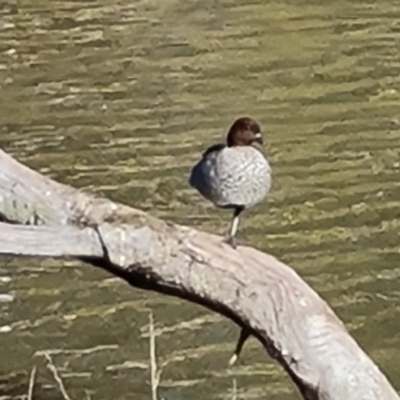 Chenonetta jubata (Australian Wood Duck) at O'Malley, ACT - 17 Jun 2023 by Mike