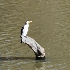 Microcarbo melanoleucos (Little Pied Cormorant) at O'Malley, ACT - 17 Jun 2023 by Mike