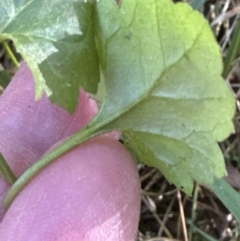 Veronica plebeia (Trailing Speedwell, Creeping Speedwell) at Kangaroo Valley, NSW - 17 Jun 2023 by lbradley